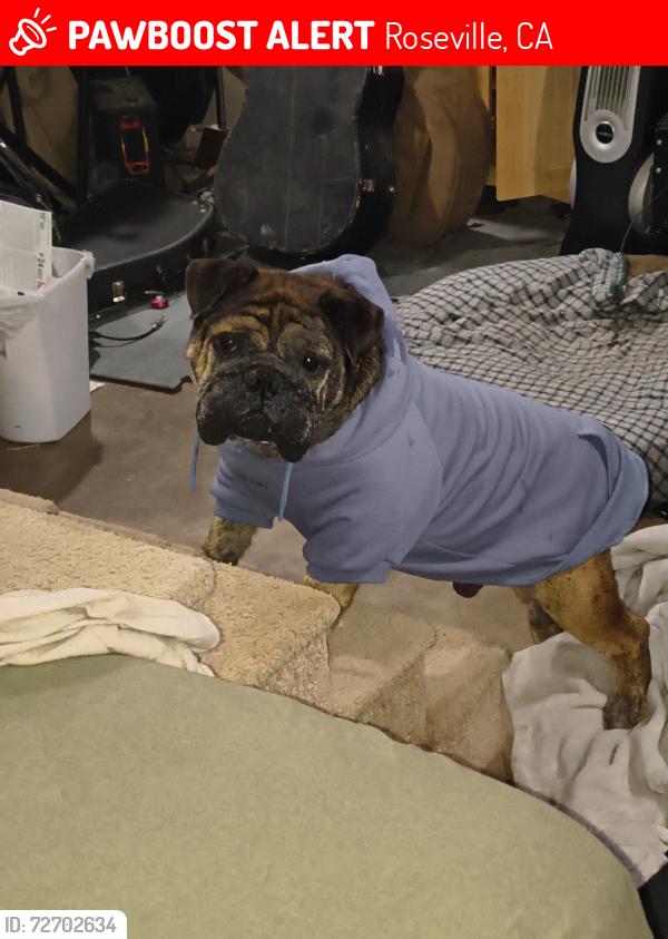 Lost Male Dog last seen Frances and Oakridge , Roseville, CA 95661