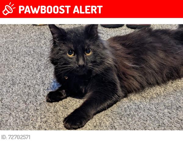 Lost Male Cat last seen Longhill, Kingston upon Hull, England HU8 9TJ