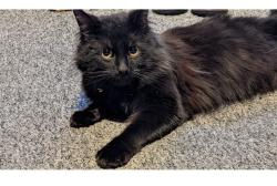 Lost Male Cat last seen Longhill, Kingston upon Hull, England HU8 9TJ