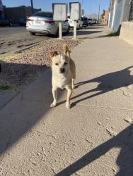 Found/Stray Male Dog last seen Off Yandell and Brown st , El Paso, TX 79902