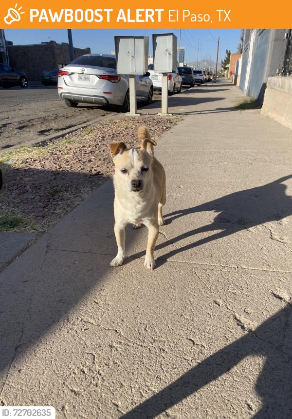 Found/Stray Male Dog last seen Off Yandell and Brown st , El Paso, TX 79902