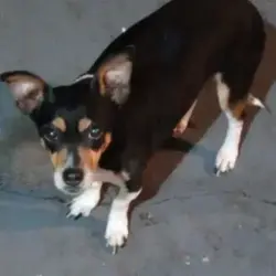 Lost Female Dog last seen Medical horizon hill, San Antonio, TX 78207