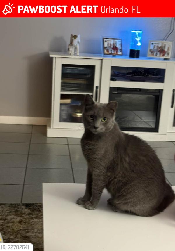 Lost Male Cat last seen Near Diamond dr Orlando Florida 32807, Orlando, FL 32807
