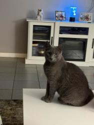 Lost Male Cat last seen Near Diamond dr Orlando Florida 32807, Orlando, FL 32807