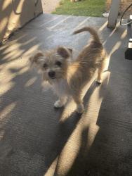 Lost Male Dog last seen vineland av , Los Angeles, CA 91605