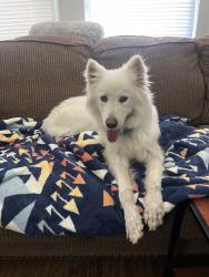 Found/Stray Female Dog last seen 36th and western, Oklahoma City, OK 73118