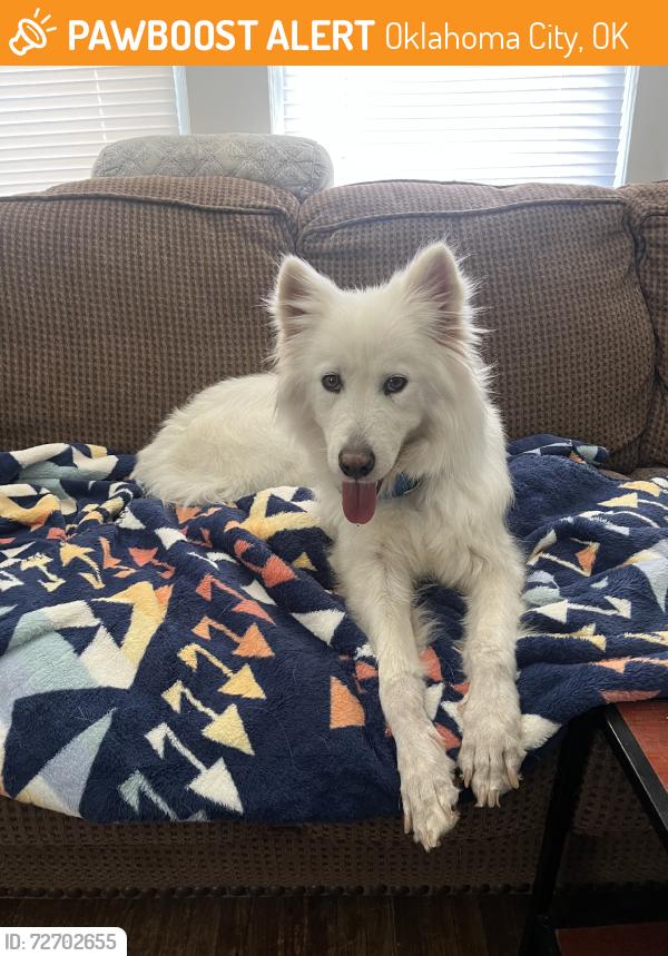 Found/Stray Female Dog last seen 36th and western, Oklahoma City, OK 73118