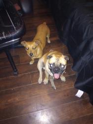 Found/Stray Unknown Dog last seen 86th Street , Albuquerque, NM 87121