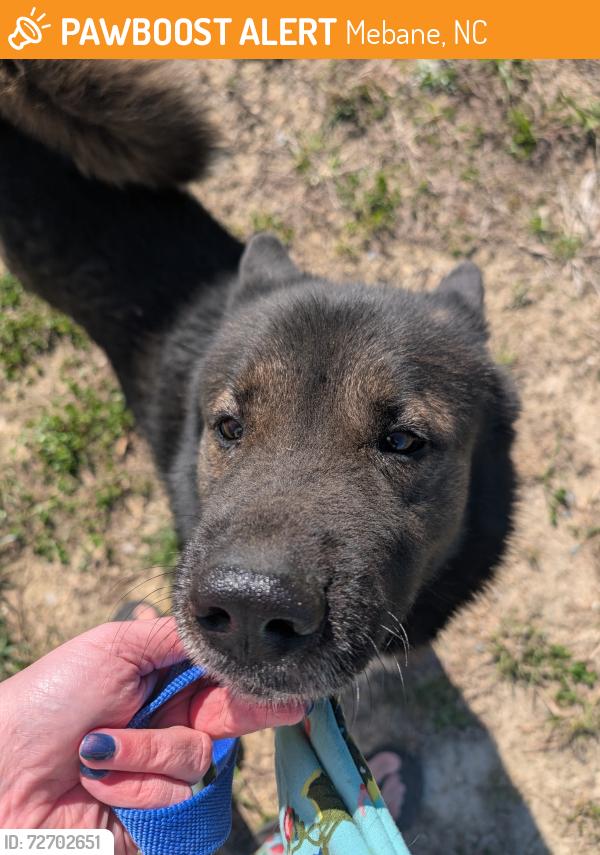 Found/Stray Male Dog last seen Mebane-rogers  rd, Mebane, NC 27302