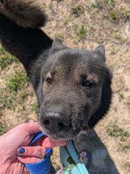 Found/Stray Male Dog last seen Mebane-rogers  rd, Mebane, NC 27302