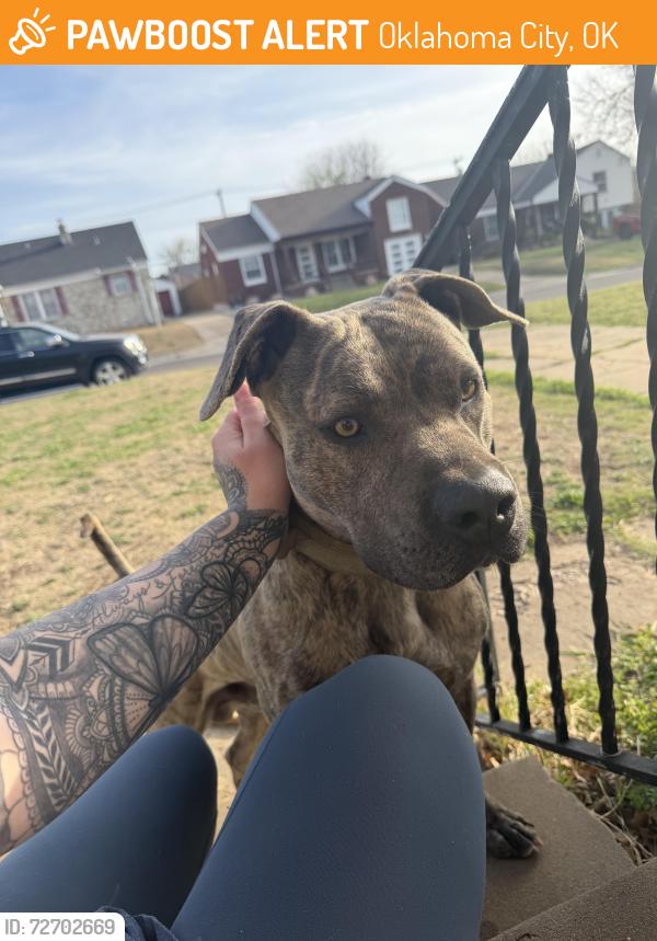 Found/Stray Male Dog last seen Nw 24th st and Portland ave, Oklahoma City, OK 73107