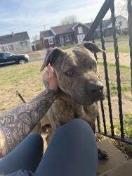 Found/Stray Male Dog last seen Nw 24th st and Portland ave, Oklahoma City, OK 73107