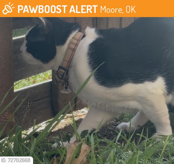 Found/Stray Unknown Cat last seen Near Ne 2nd st, Moore, OK 73160