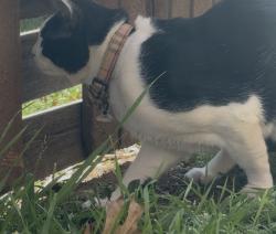 Found/Stray Unknown Cat last seen Near Ne 2nd st, Moore, OK 73160