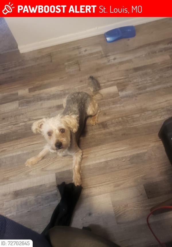 Lost Male Dog last seen Jennings station rd, St. Louis, MO 63137