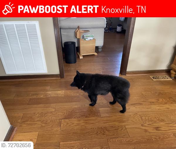 Lost Female Dog last seen Ridgeline Baptist Church on Kimberlin Heights , Knoxville, TN 37920