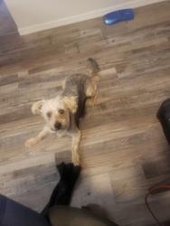 Lost Male Dog last seen Jennings station rd, St. Louis, MO 63137