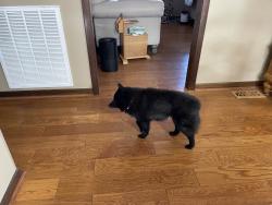 Lost Female Dog last seen Ridgeline Baptist Church on Kimberlin Heights , Knoxville, TN 37920