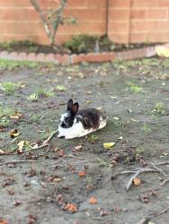 Lost Male Rabbit last seen Date st west/ , Anaheim, CA 92805