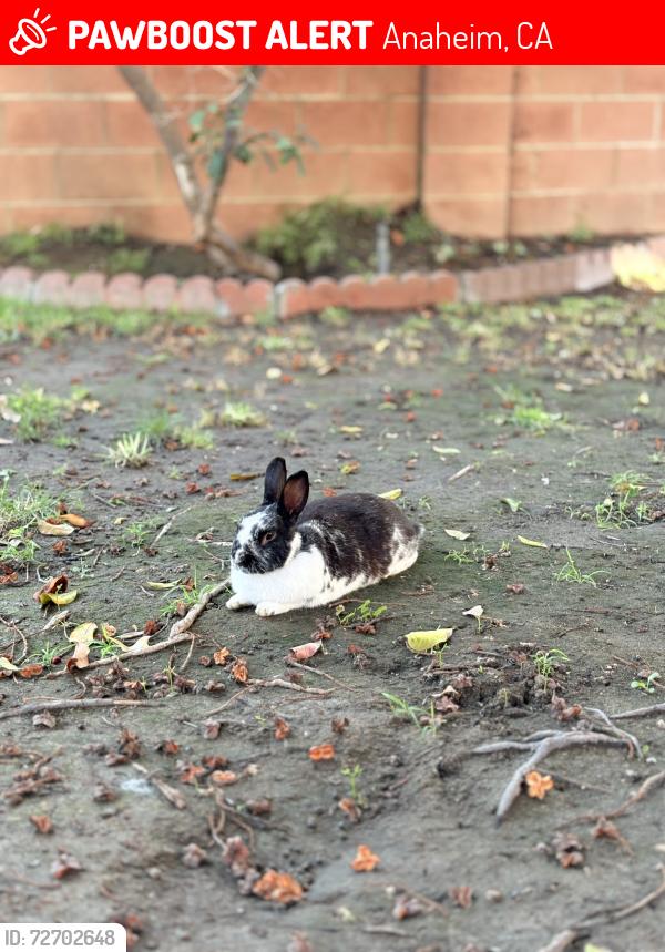 Lost Male Rabbit last seen Date st west/ , Anaheim, CA 92805