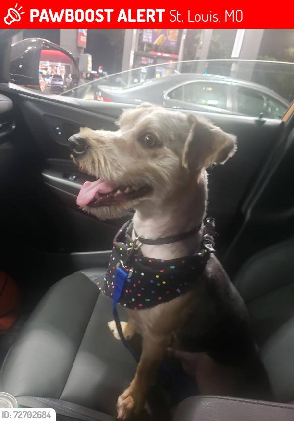 Lost Male Dog last seen Jennings station rd, St. Louis, MO 63137