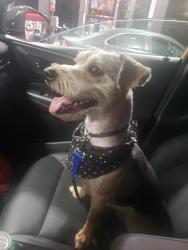 Lost Male Dog last seen Jennings station rd, St. Louis, MO 63137
