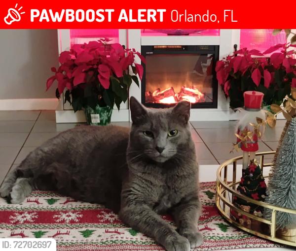 Lost Male Cat last seen Near Diamond dr Orlando fl 32807, Orlando, FL 32807
