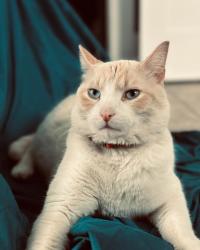 Lost Male Cat last seen On our front porch , Saint Joseph, MO 64507