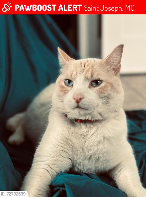 Lost Male Cat last seen On our front porch , Saint Joseph, MO 64507