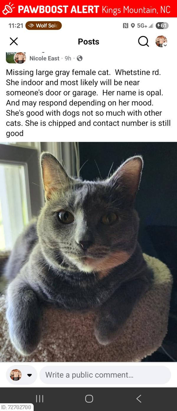 Lost Female Cat last seen Whetstine rd, Kings Mountain, NC 28086