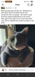 Lost Female Cat last seen Whetstine rd, Kings Mountain, NC 28086