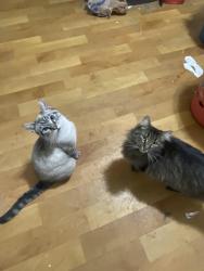 Lost Female Cat last seen Calvin ave northridge 45414, Dayton, OH 45414