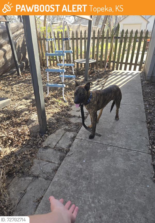 Found/Stray Male Dog last seen Arter and Belmont. He has been picked up by animal control now., Topeka, KS 66616