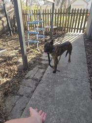 Found/Stray Male Dog last seen Arter and Belmont. He has been picked up by animal control now., Topeka, KS 66616