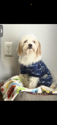 Lost Male Dog last seen Al rededor de mi vecindario apartamentos , Winston-Salem, NC 27106