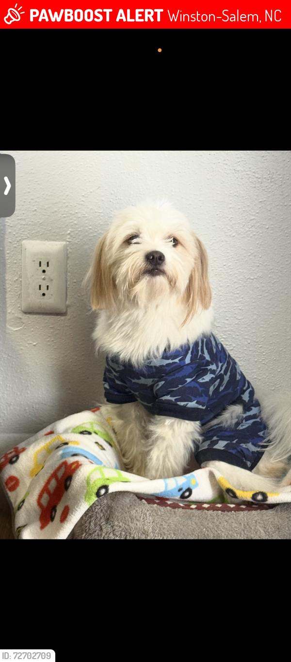 Lost Male Dog last seen Al rededor de mi vecindario apartamentos , Winston-Salem, NC 27106