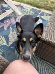 Found/Stray Female Dog last seen Greenhurst and 12th, Nampa, ID 83651