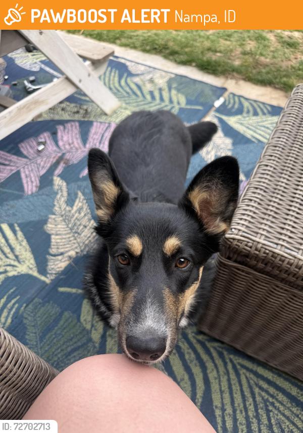 Found/Stray Female Dog last seen Greenhurst and 12th, Nampa, ID 83651