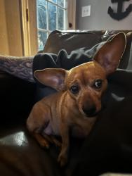 Found/Stray Female Dog last seen Donahoe Elementary School , Sandston, VA 23150
