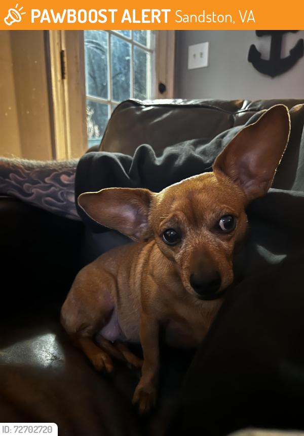 Found/Stray Female Dog last seen Donahoe Elementary School , Sandston, VA 23150