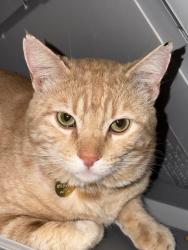 Lost Male Cat last seen Near s dayton way, Denver, CO 80231