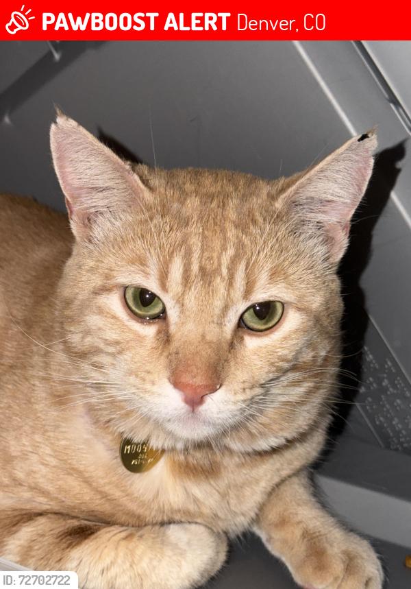 Lost Male Cat last seen Near s dayton way, Denver, CO 80231