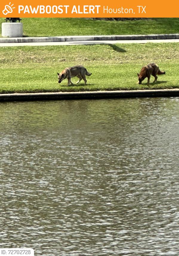 Found/Stray Unknown Dog last seen Lake , Houston, TX 77429