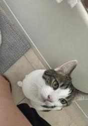 Lost Male Cat last seen Calle Coche and Avenida Colonias within the gated community , Indio, CA 92203