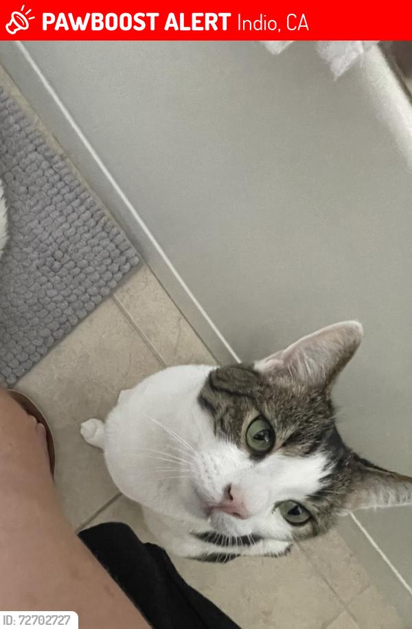 Lost Male Cat last seen Calle Coche and Avenida Colonias within the gated community , Indio, CA 92203