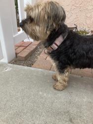 Found/Stray Female Dog last seen K St, Oxnard, CA 93030