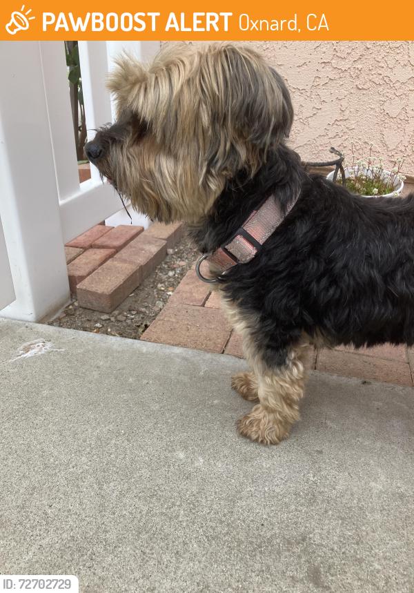 Found/Stray Female Dog last seen K St, Oxnard, CA 93030