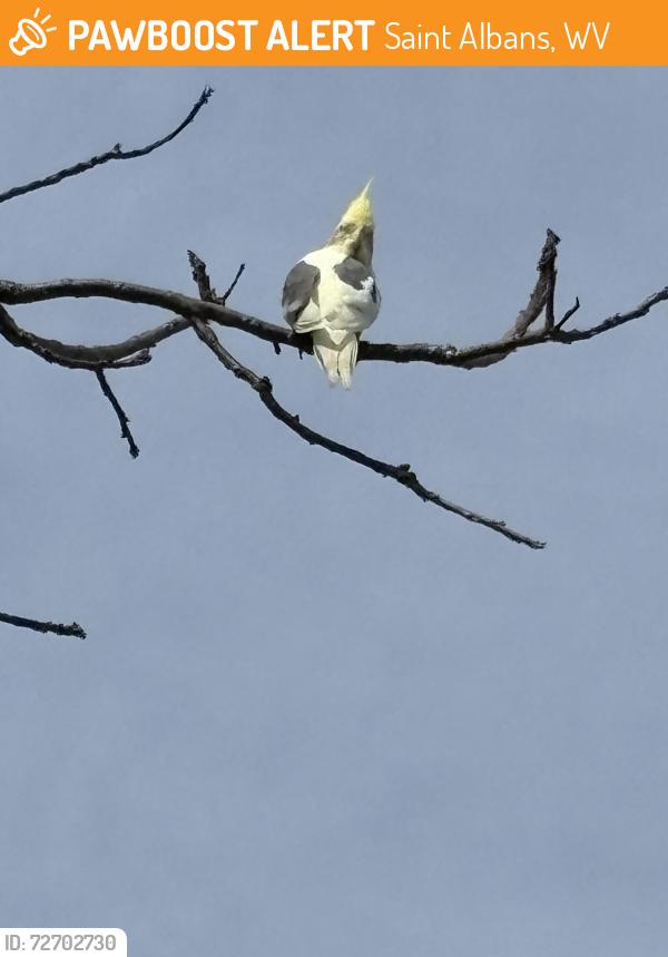 Found/Stray Unknown Bird last seen Elliott Street 959 , Saint Albans, WV 25177