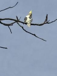 Found/Stray Unknown Bird last seen Elliott Street 959 , Saint Albans, WV 25177
