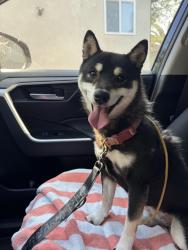 Found/Stray Female Dog last seen silver lake blvd & Armstrong, Los Angeles, CA 90039